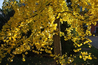 Ginkgo biloba - jinan dvoulaločný - borka a podzimní listy